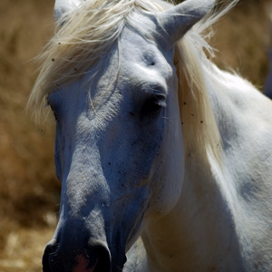 Tête de cheval blanc - France  - collection de photos clin d'oeil, catégorie animaux